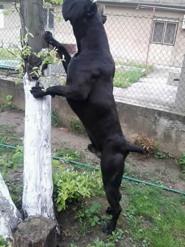 cane corso mass