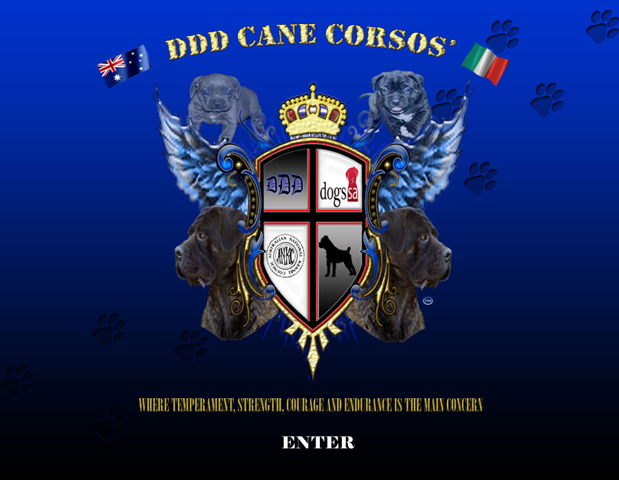 DDD Cane Corsos - Where Temperament, Strength, Courage and Endurance is the main concern.