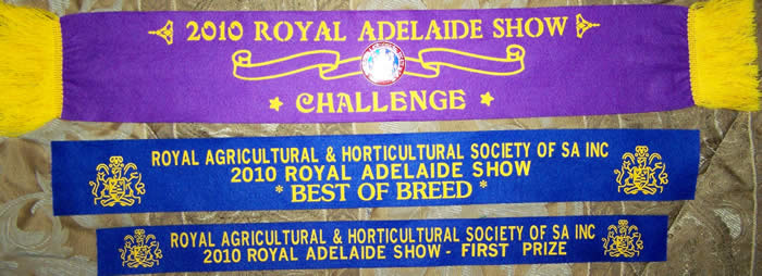 2010 Royal Adelaide Show Blue Italian Corso Dog / Cane Corso Australia / Best of Breed Ribbons