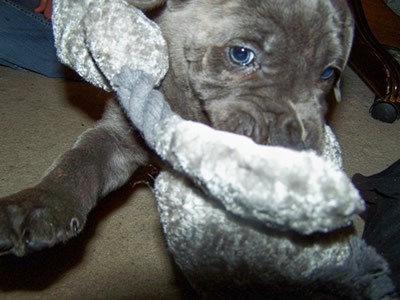 Blue Italian Corso Dog / Cane Corso Australia