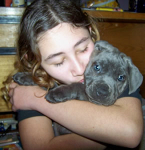 Blue Italian Corso Dog / Cane Corso Australia