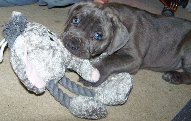 Blue Italian Corso Dog / Cane Corso Australia playing