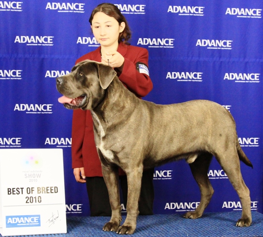 Blue Italian Corso Dog / Cane Corso Australia / Best of Breed