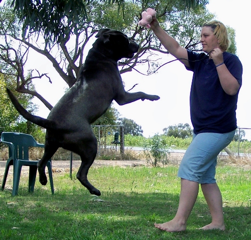 Blue Italian Corso Dog / Cane Corso showing off his agility