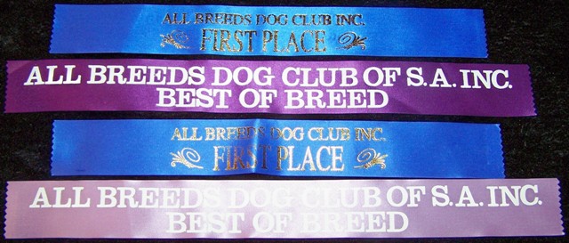 Blue Italian Corso Dog / Cane Corso Australia / Best of Breed